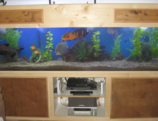 240 gallons freshwater fish tank (mostly fish and non-living decorations) - I took out the river rocks because I couldn't clean as well as I wanted to so I
went with sand, I got the sand for free from a pet store (about 500 pounds of sand for free)(sorry I did my math wrong I first said 375 but I put the buckets on a scale and each 5 gallon bucket weight 100 a piece and I had 5,5 gallon buckets full to the top))
Like I said before Ive tried to update my other account on rate my fish tank but when
I try to add new pics it keeps going to the old pics and not the news pics
i upload, even when I deleted the old pics 240 gallons freshwater fish tank (mostly fish and non-living decorations) - I took out the river rocks because I couldn't clean as well as I wanted to so I
went with sand, I got the sand for free from a pet store (about 500 pounds of sand for free)(sorry I did my math wrong I first said 375 but I put the buckets on a scale and each 5 gallon bucket weight 100 a piece and I had 5,5 gallon buckets full to the top))
Like I said before Ive tried to update my other account on rate my fish tank but when
I try to add new pics it keeps going to the old pics and not the news pics
i upload, even when I deleted the old pics
