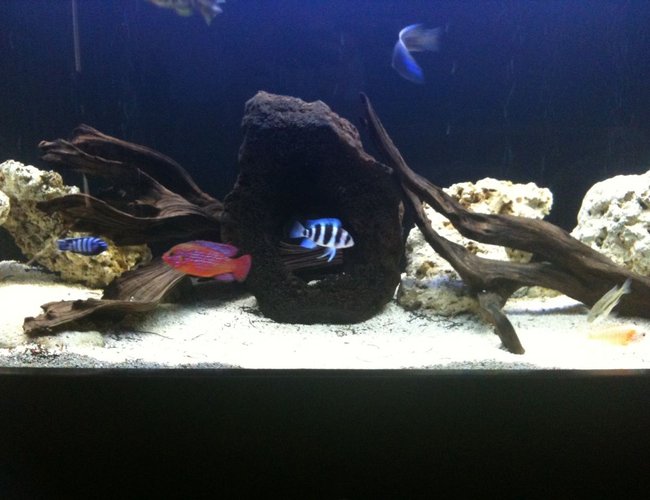 40 gallons freshwater fish tank (mostly fish and non-living decorations) - Freshwater Tank, 3 Months. 40 gallons freshwater fish tank (mostly fish and non-living decorations) - Freshwater Tank, 3 Months.
