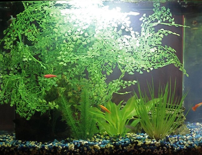 12 gallons freshwater fish tank (mostly fish and non-living decorations) - Eclipse 12 gallon aquarium. You can see the Danios in the shot. If you look closely you can see a Guppy. I love the bio wheel filter. Excellent starter aquarium. Increases your chances of success with the hobby. All decorations are artificial. 12 gallons freshwater fish tank (mostly fish and non-living decorations) - Eclipse 12 gallon aquarium. You can see the Danios in the shot. If you look closely you can see a Guppy. I love the bio wheel filter. Excellent starter aquarium. Increases your chances of success with the hobby. All decorations are artificial.