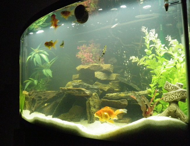46 gallons freshwater fish tank (mostly fish and non-living decorations) - My tank right now....please leave comments - ideas, tips & advice for making it look more like a professional tank!!
thanks 46 gallons freshwater fish tank (mostly fish and non-living decorations) - My tank right now....please leave comments - ideas, tips & advice for making it look more like a professional tank!!
thanks