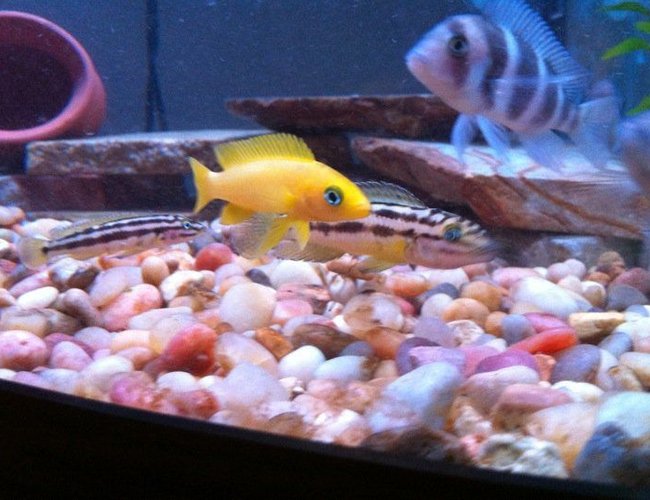 54 gallons freshwater fish tank (mostly fish and non-living decorations) - Lelupi 54 gallons freshwater fish tank (mostly fish and non-living decorations) - Lelupi
