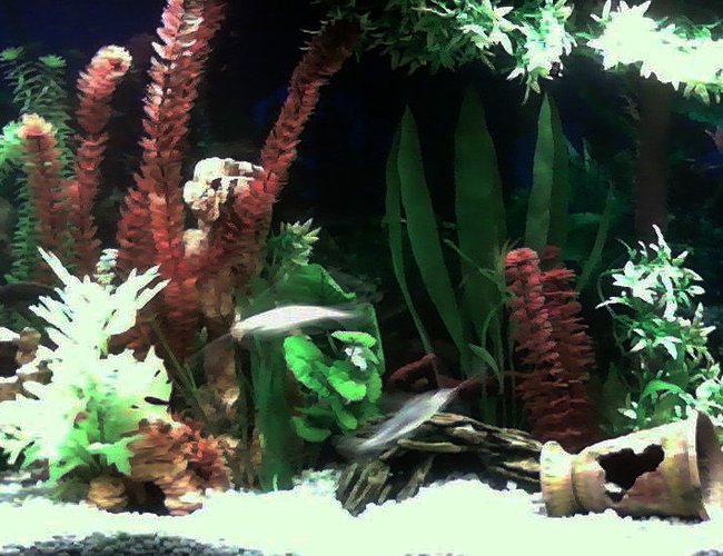 50 gallons freshwater fish tank (mostly fish and non-living decorations) - My 50 Gallon Fresh Water Assorted Cichlid Tank. Always a work in progess 50 gallons freshwater fish tank (mostly fish and non-living decorations) - My 50 Gallon Fresh Water Assorted Cichlid Tank. Always a work in progess