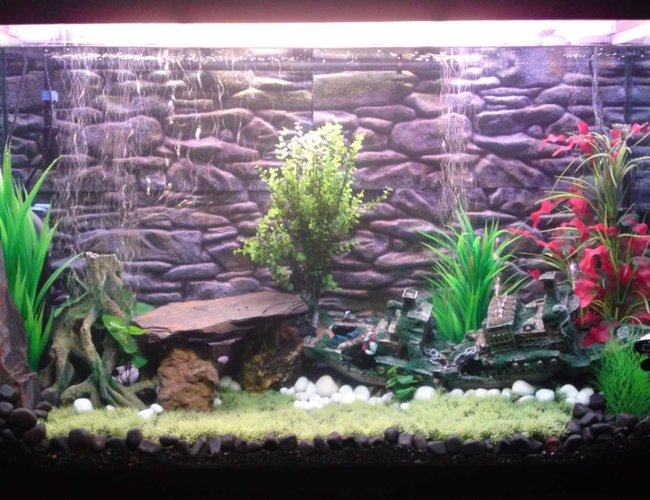 100 gallons freshwater fish tank (mostly fish and non-living decorations) - This is a fresh water Tank with dimentions L : 4ft., H : 2.5ft., D :1.5ft.
It has tetras, Discus, catfish, angles, silver shark and red lobsters right now, I'll be adding some more very soon. 100 gallons freshwater fish tank (mostly fish and non-living decorations) - This is a fresh water Tank with dimentions L : 4ft., H : 2.5ft., D :1.5ft.
It has tetras, Discus, catfish, angles, silver shark and red lobsters right now, I'll be adding some more very soon.