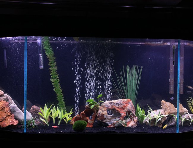 65 gallons freshwater fish tank (mostly fish and non-living decorations) - Semi-planted cichlid tank. Old Oceanic flat-back hex tank with simple dual fluorescent hood light. Rock is a variety of rock gathered from outside that was cleaned and boiled to prevent parasites. Filtration is an emporer filter rated to 70 gallons on one side and an extra filter rated for a 20 gallon aquarium that I threw in to help circulate water. 65 gallons freshwater fish tank (mostly fish and non-living decorations) - Semi-planted cichlid tank. Old Oceanic flat-back hex tank with simple dual fluorescent hood light. Rock is a variety of rock gathered from outside that was cleaned and boiled to prevent parasites. Filtration is an emporer filter rated to 70 gallons on one side and an extra filter rated for a 20 gallon aquarium that I threw in to help circulate water.