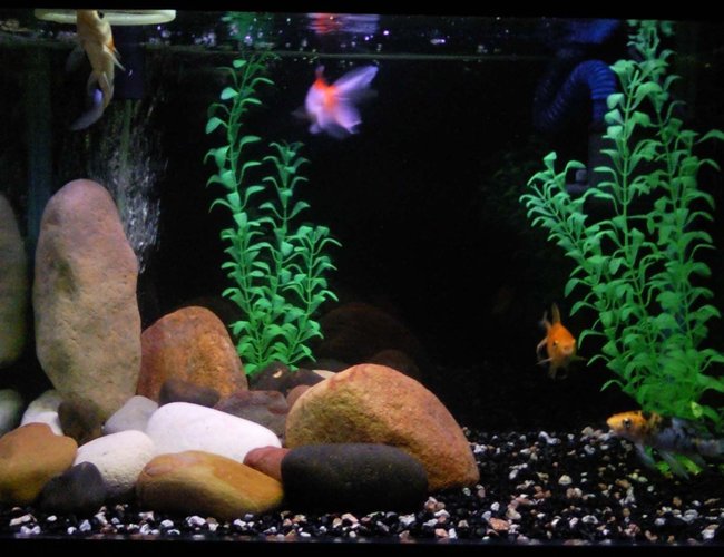 6 gallons freshwater fish tank (mostly fish and non-living decorations) - None 6 gallons freshwater fish tank (mostly fish and non-living decorations) - None