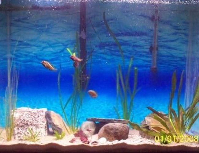 46 gallons freshwater fish tank (mostly fish and non-living decorations) - Tropheus Moorii and Eretmodus Tank 37 gallon 46 gallons freshwater fish tank (mostly fish and non-living decorations) - Tropheus Moorii and Eretmodus Tank 37 gallon