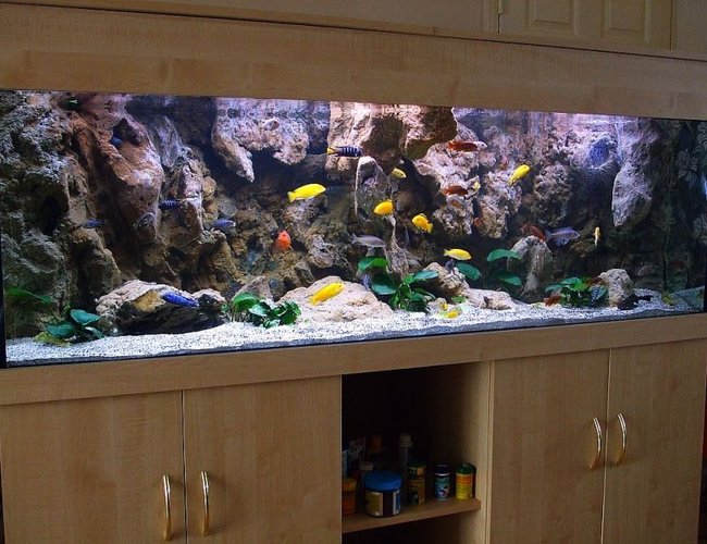 180 gallons freshwater fish tank (mostly fish and non-living decorations) - My new setup of Malawi cliff aquarium. 180 gallons freshwater fish tank (mostly fish and non-living decorations) - My new setup of Malawi cliff aquarium.