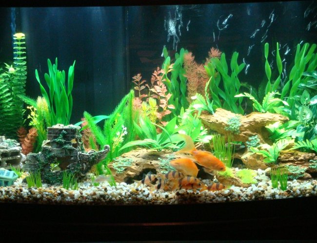 72 gallons freshwater fish tank (mostly fish and non-living decorations) - Tank Finally cycled. Fish now have a bigger home 72 gallons freshwater fish tank (mostly fish and non-living decorations) - Tank Finally cycled. Fish now have a bigger home