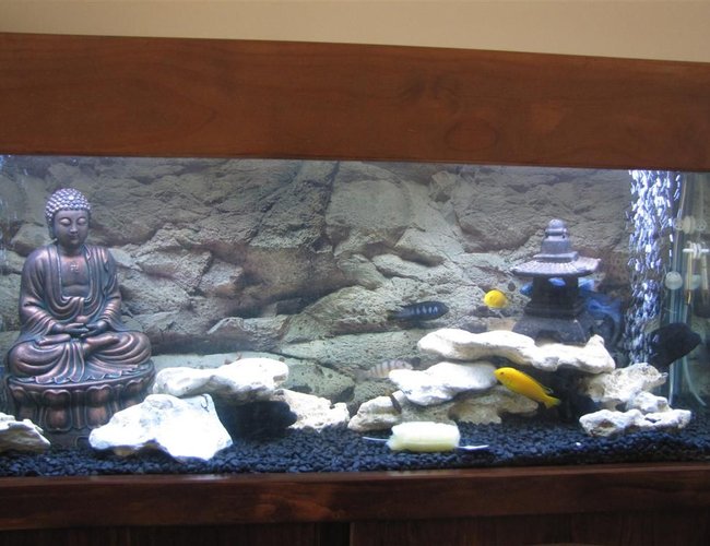 50 gallons freshwater fish tank (mostly fish and non-living decorations) - African Tank 50 gallons freshwater fish tank (mostly fish and non-living decorations) - African Tank