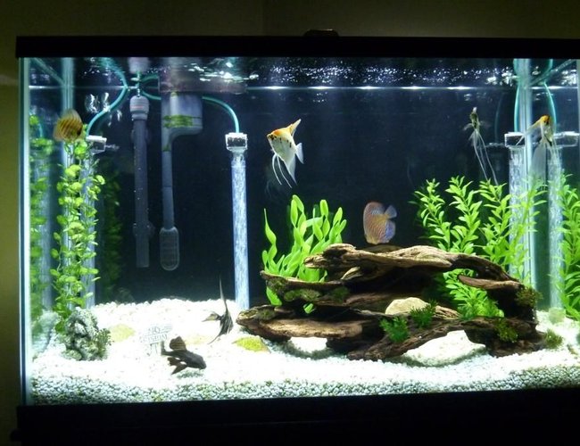 45 gallons freshwater fish tank (mostly fish and non-living decorations) - 45 gal freshwater. 4 Angels, 2 Discus, 2 Rams, 1 Pleco. Marineland LED light. Under-gravel and power filters. 45 gallons freshwater fish tank (mostly fish and non-living decorations) - 45 gal freshwater. 4 Angels, 2 Discus, 2 Rams, 1 Pleco. Marineland LED light. Under-gravel and power filters.