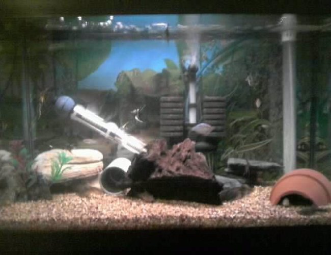 43 gallons freshwater fish tank (mostly fish and non-living decorations) - My 2nd 3ft Community Tank (new). Home to my baby angelfish, breeding trio of praecox rainbows, breeding trio of bronze corys, 5 baby bristlenose cats, Breeding pair of Phalicthytus quadripunctatus and a 2" striped raphael catfish. 43 gallons freshwater fish tank (mostly fish and non-living decorations) - My 2nd 3ft Community Tank (new). Home to my baby angelfish, breeding trio of praecox rainbows, breeding trio of bronze corys, 5 baby bristlenose cats, Breeding pair of Phalicthytus quadripunctatus and a 2" striped raphael catfish.