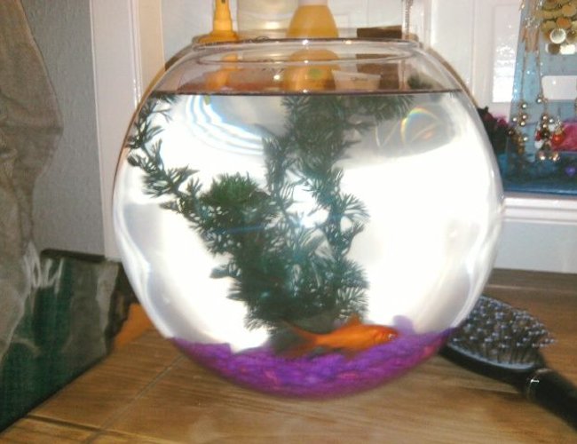 1 gallon freshwater fish tank (mostly fish and non-living decorations) - My first plain and simple fish tank. 1 gallon freshwater fish tank (mostly fish and non-living decorations) - My first plain and simple fish tank.