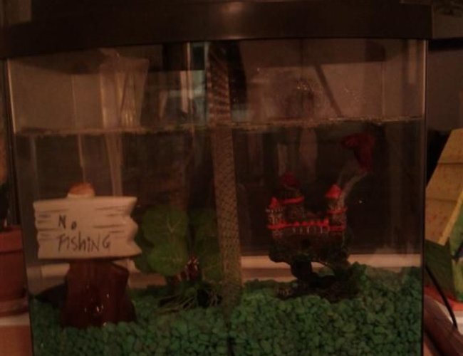 3 gallons freshwater fish tank (mostly fish and non-living decorations) - Our first fish tank 3 gallons freshwater fish tank (mostly fish and non-living decorations) - Our first fish tank