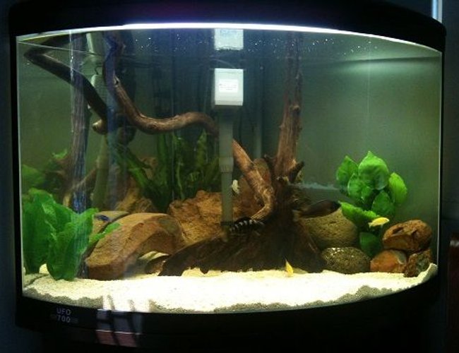 50 gallons freshwater fish tank (mostly fish and non-living decorations) - Cichlid tank. 50 gallons freshwater fish tank (mostly fish and non-living decorations) - Cichlid tank.