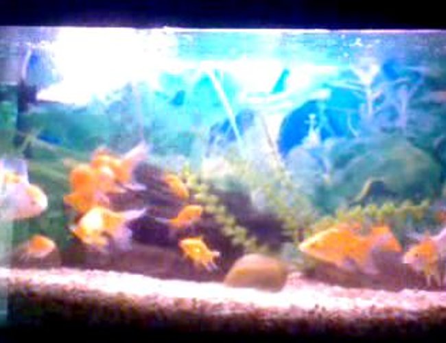 32 gallons freshwater fish tank (mostly fish and non-living decorations) - This pic has taken by a small Phone 32 gallons freshwater fish tank (mostly fish and non-living decorations) - This pic has taken by a small Phone