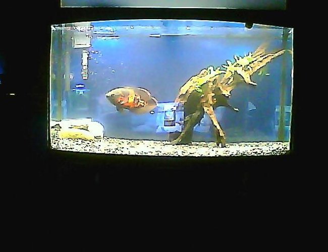 3 gallons freshwater fish tank (mostly fish and non-living decorations) - glenn the tiger oscar, who is a homosexual 3 gallons freshwater fish tank (mostly fish and non-living decorations) - glenn the tiger oscar, who is a homosexual