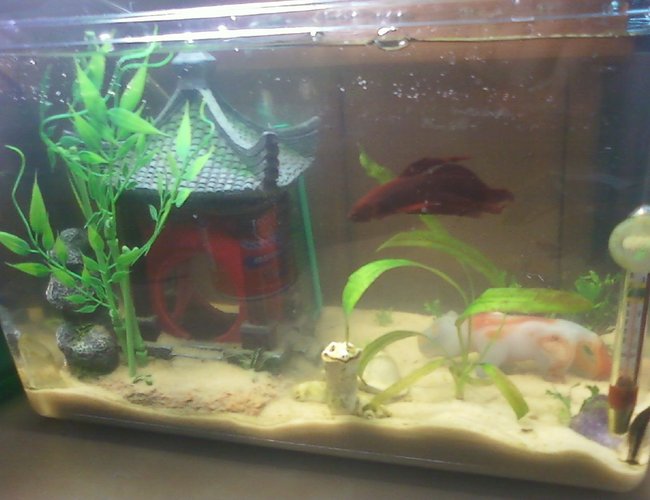 65 gallons freshwater fish tank (mostly fish and non-living decorations) - 4.5 gallon Zen temple theme. Houses one Betta and one Oto. 65 gallons freshwater fish tank (mostly fish and non-living decorations) - 4.5 gallon Zen temple theme. Houses one Betta and one Oto.