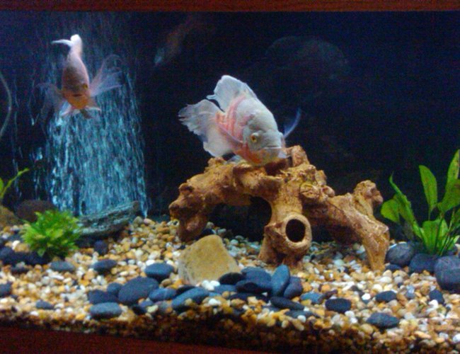 155 gallons freshwater fish tank (mostly fish and non-living decorations) - my tank 155 gallons freshwater fish tank (mostly fish and non-living decorations) - my tank