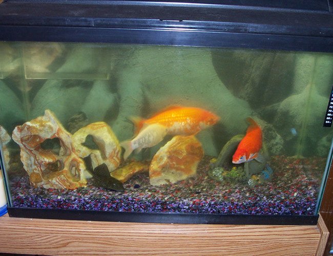 25 gallons freshwater fish tank (mostly fish and non-living decorations) - this was my old tank, my fish in their died 1 week before I was about to get them a new tank so please dont think I planned to keep them in there 25 gallons freshwater fish tank (mostly fish and non-living decorations) - this was my old tank, my fish in their died 1 week before I was about to get them a new tank so please dont think I planned to keep them in there