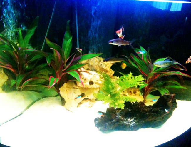 50 gallons freshwater fish tank (mostly fish and non-living decorations) - my juwel trigon 190 50 gallons freshwater fish tank (mostly fish and non-living decorations) - my juwel trigon 190