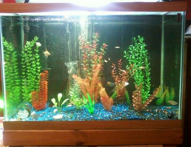 65 gallons freshwater fish tank (mostly fish and non-living decorations) - United Nations Tank. This tank has at least one aquatic animal from every continent except Europe. 65 gallons freshwater fish tank (mostly fish and non-living decorations) - United Nations Tank. This tank has at least one aquatic animal from every continent except Europe.