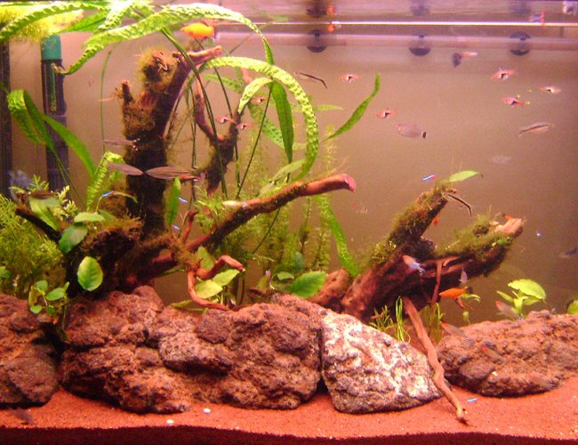 65 gallons freshwater fish tank (mostly fish and non-living decorations) - This tank was set-up three weeks ago and it is still in progress. 65 gallons freshwater fish tank (mostly fish and non-living decorations) - This tank was set-up three weeks ago and it is still in progress.