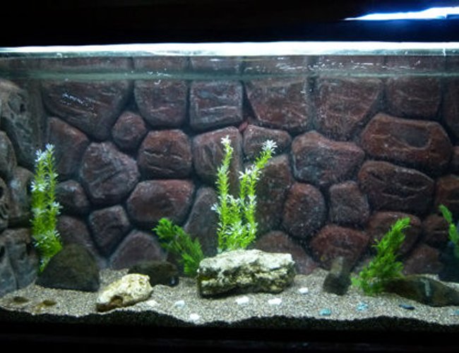 50 gallons freshwater fish tank (mostly fish and non-living decorations) - my new DIY 50 gallons freshwater fish tank (mostly fish and non-living decorations) - my new DIY