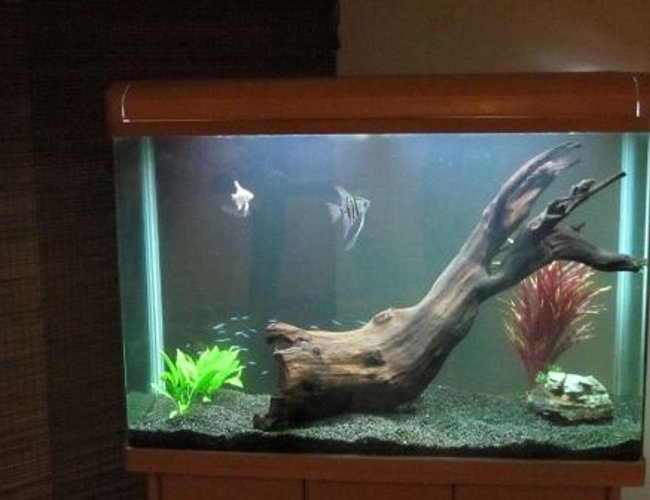 365 gallons freshwater fish tank (mostly fish and non-living decorations) - Freshwater tank category
day view
31 cardinal tetras
2 angels
driftwood
rock
live plants
and plastic plants 365 gallons freshwater fish tank (mostly fish and non-living decorations) - Freshwater tank category
day view
31 cardinal tetras
2 angels
driftwood
rock
live plants
and plastic plants