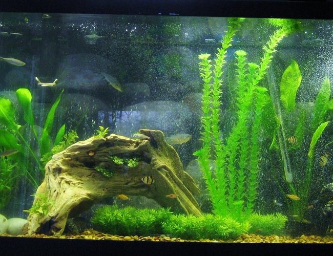 70 gallons freshwater fish tank (mostly fish and non-living decorations) - my awesome project 70 gallons freshwater fish tank (mostly fish and non-living decorations) - my awesome project
