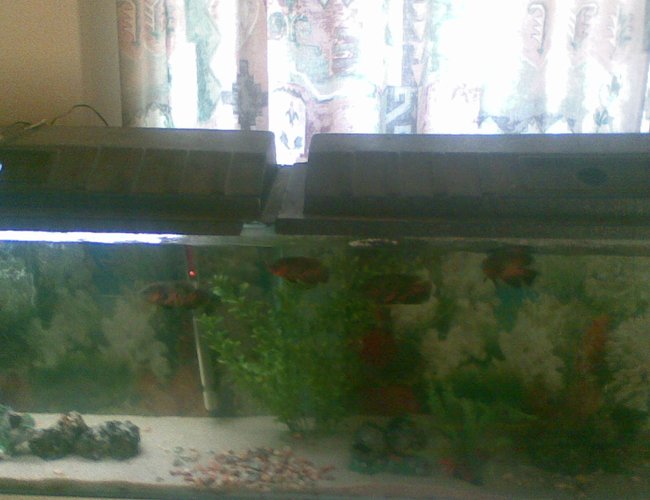 79 gallons freshwater fish tank (mostly fish and non-living decorations) - 79 gallon tank 79 gallons freshwater fish tank (mostly fish and non-living decorations) - 79 gallon tank