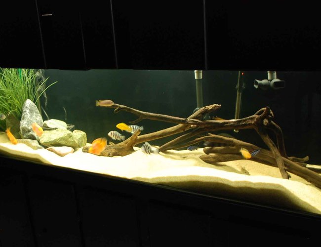 125 gallons freshwater fish tank (mostly fish and non-living decorations) - 125 gallon mixed Cichlid tank 125 gallons freshwater fish tank (mostly fish and non-living decorations) - 125 gallon mixed Cichlid tank