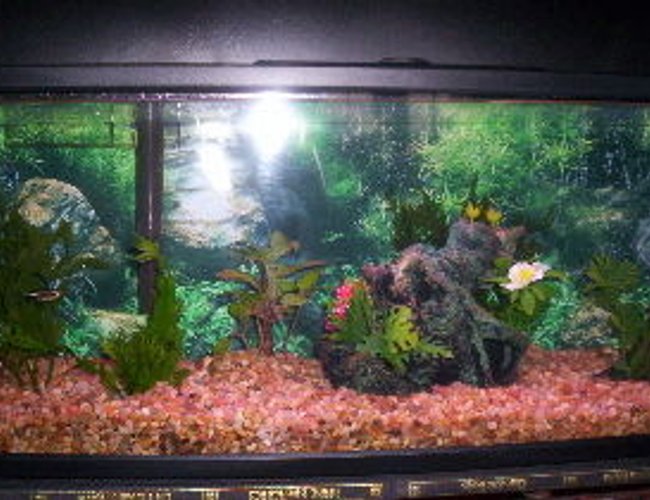 7 gallons freshwater fish tank (mostly fish and non-living decorations) - Bookshelf Freshwater tank 7 gallons freshwater fish tank (mostly fish and non-living decorations) - Bookshelf Freshwater tank