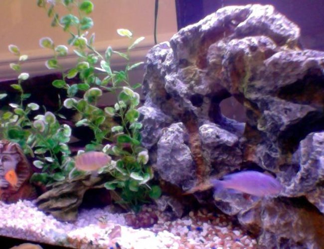 50 gallons freshwater fish tank (mostly fish and non-living decorations) - busy tank 50 gallons freshwater fish tank (mostly fish and non-living decorations) - busy tank