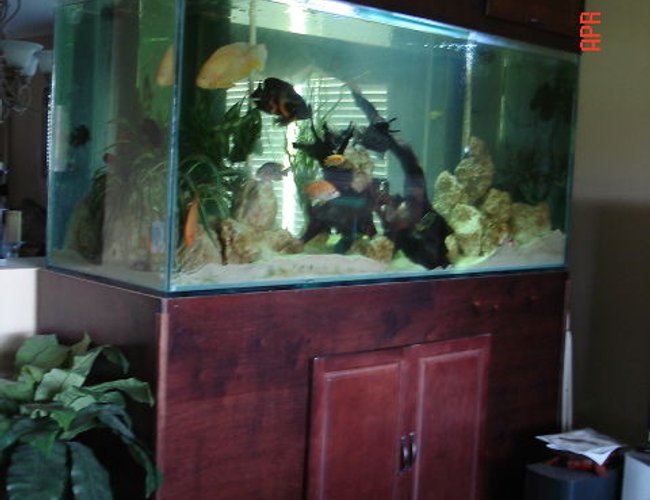 350 gallons freshwater fish tank (mostly fish and non-living decorations) - 350 gallon cichlid tank with 30+ cichlids from fry to 10 inches 350 gallons freshwater fish tank (mostly fish and non-living decorations) - 350 gallon cichlid tank with 30+ cichlids from fry to 10 inches