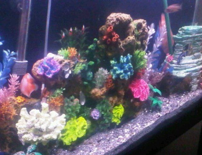 60 gallons freshwater fish tank (mostly fish and non-living decorations) - Chiclid tank. Dead and fake coral ran by emperor and ehemi pro 2 60 gallons freshwater fish tank (mostly fish and non-living decorations) - Chiclid tank. Dead and fake coral ran by emperor and ehemi pro 2