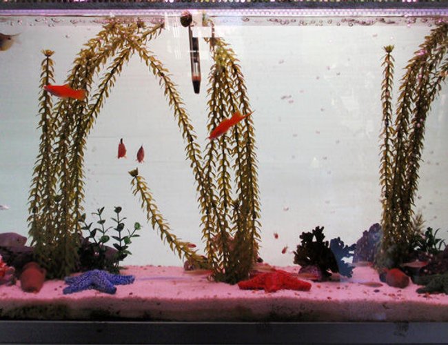 21 gallons freshwater fish tank (mostly fish and non-living decorations) - A fish tank in MNS Music Shop - very popular with our yongest customers :) 21 gallons freshwater fish tank (mostly fish and non-living decorations) - A fish tank in MNS Music Shop - very popular with our yongest customers :)