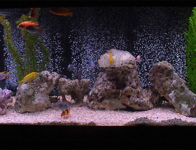125 gallons freshwater fish tank (mostly fish and non-living decorations) - My 125g African Cichlid (and some others) 125 gallons freshwater fish tank (mostly fish and non-living decorations) - My 125g African Cichlid (and some others)