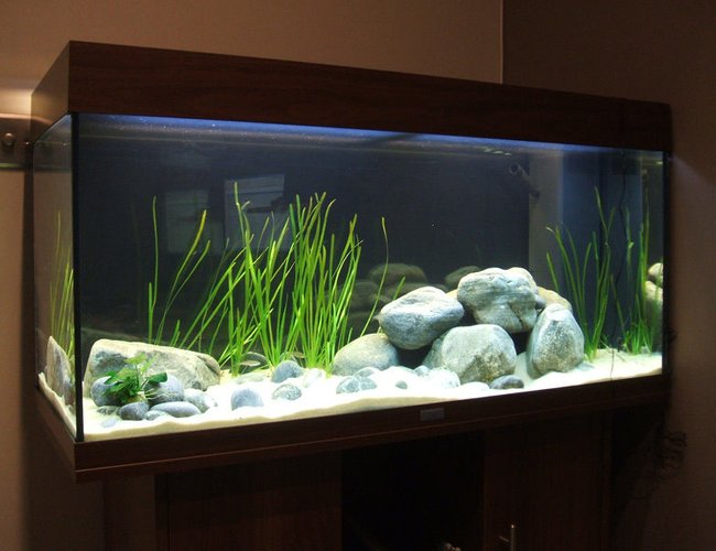 100 gallons freshwater fish tank (mostly fish and non-living decorations) - Test 100 gallons freshwater fish tank (mostly fish and non-living decorations) - Test