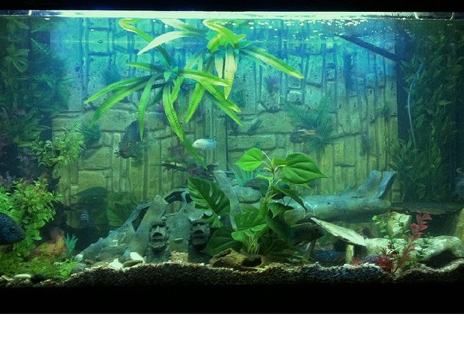 400 gallons freshwater fish tank (mostly fish and non-living decorations) - Mixed Cichlid tank small stone bottom and all plastic plants. 400 gallons freshwater fish tank (mostly fish and non-living decorations) - Mixed Cichlid tank small stone bottom and all plastic plants.
