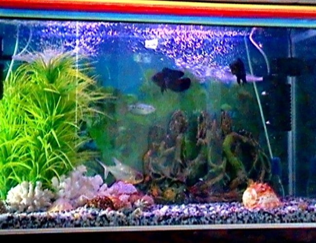 45 gallons freshwater fish tank (mostly fish and non-living decorations) - My tank is about 36x23x14 and I use two filters for maximum cleanliness and fish health and the heater is actually behind the plant and i only use it in the winter.I use good cichlid pellets to feed my oscars and even the piranha likes it. 45 gallons freshwater fish tank (mostly fish and non-living decorations) - My tank is about 36x23x14 and I use two filters for maximum cleanliness and fish health and the heater is actually behind the plant and i only use it in the winter.I use good cichlid pellets to feed my oscars and even the piranha likes it.