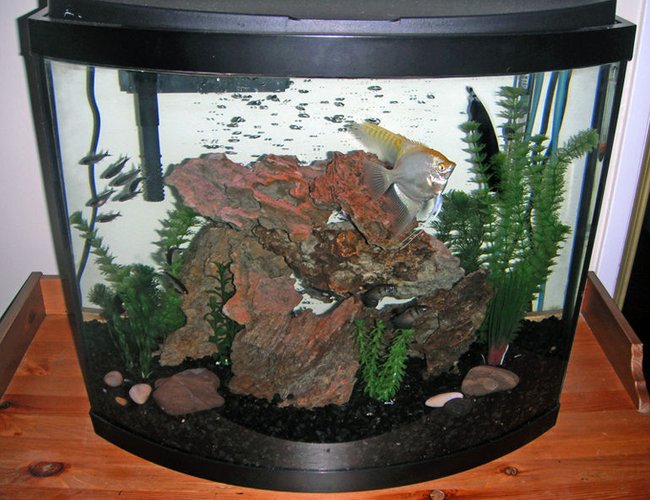 26 gallons freshwater fish tank (mostly fish and non-living decorations) - My tank as of August 11, 2011. 26 gallons freshwater fish tank (mostly fish and non-living decorations) - My tank as of August 11, 2011.