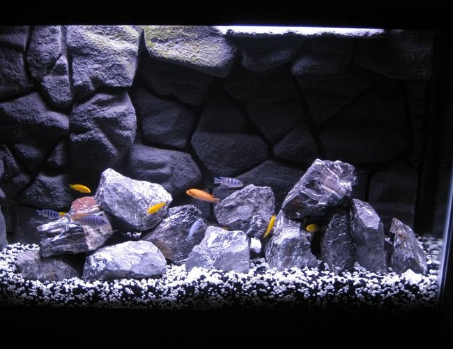 45 gallons freshwater fish tank (mostly fish and non-living decorations) - My African Cichlid tank with homemade 3D background in 45 gallon tank. 45 gallons freshwater fish tank (mostly fish and non-living decorations) - My African Cichlid tank with homemade 3D background in 45 gallon tank.