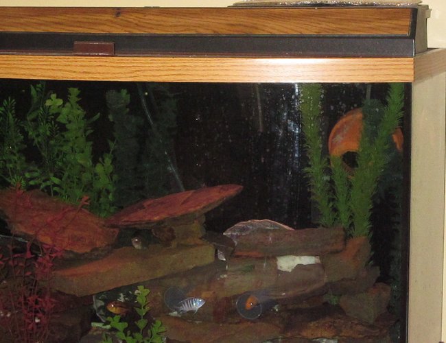 46 gallons freshwater fish tank (mostly fish and non-living decorations) - Hiding places 46 gallons freshwater fish tank (mostly fish and non-living decorations) - Hiding places
