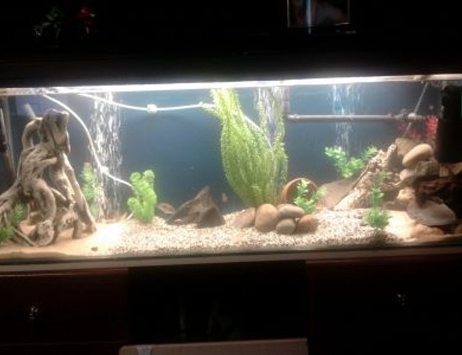 60 gallons freshwater fish tank (mostly fish and non-living decorations) - Hi all, my tank is a 4x3x3ft with 10mm glass, my lighting is 1 42" T8 tube which is a oceanic flora for now and have a 72LED strip blue for moonlighting, my filtration is 1 Rena filstar XP3 external and 1 fluval 3+ internal and a 200w elite heater, been in the hobby for around 5 years and still cant get this tank to look the way i want haha,
oh and i have 2 dual outlet airpumps running on airstones :) 60 gallons freshwater fish tank (mostly fish and non-living decorations) - Hi all, my tank is a 4x3x3ft with 10mm glass, my lighting is 1 42" T8 tube which is a oceanic flora for now and have a 72LED strip blue for moonlighting, my filtration is 1 Rena filstar XP3 external and 1 fluval 3+ internal and a 200w elite heater, been in the hobby for around 5 years and still cant get this tank to look the way i want haha,
oh and i have 2 dual outlet airpumps running on airstones :)