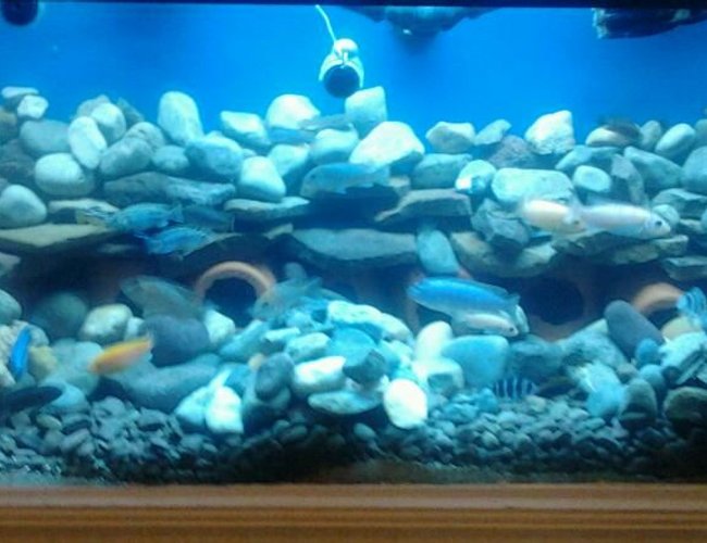 210 gallons freshwater fish tank (mostly fish and non-living decorations) - My african set up 210 gallons freshwater fish tank (mostly fish and non-living decorations) - My african set up