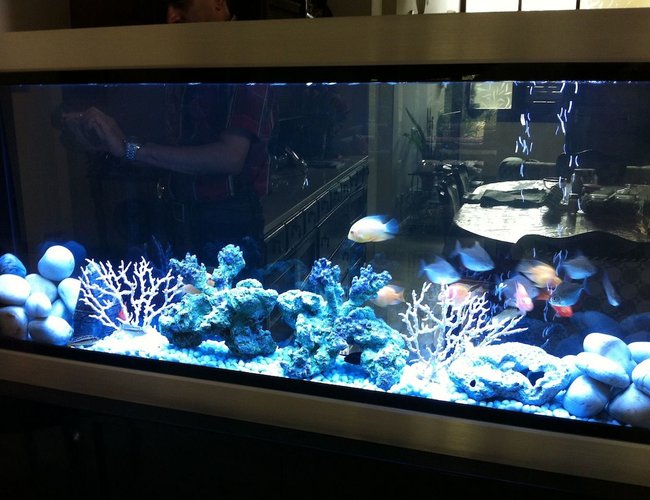 60 gallons freshwater fish tank (mostly fish and non-living decorations) - master piece 60 gallons freshwater fish tank (mostly fish and non-living decorations) - master piece