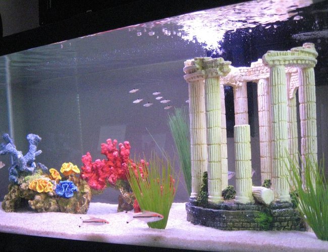 45 gallons freshwater fish tank (mostly fish and non-living decorations) - My Tropical Freshwater Aquarium 45 gallons freshwater fish tank (mostly fish and non-living decorations) - My Tropical Freshwater Aquarium