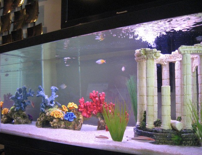 45 gallons freshwater fish tank (mostly fish and non-living decorations) - A shot of all the tank inhabitants 45 gallons freshwater fish tank (mostly fish and non-living decorations) - A shot of all the tank inhabitants