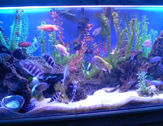 300 gallons freshwater fish tank (mostly fish and non-living decorations) - 1200L(300Gal) tank with 90 african cichlids. 300 gallons freshwater fish tank (mostly fish and non-living decorations) - 1200L(300Gal) tank with 90 african cichlids.