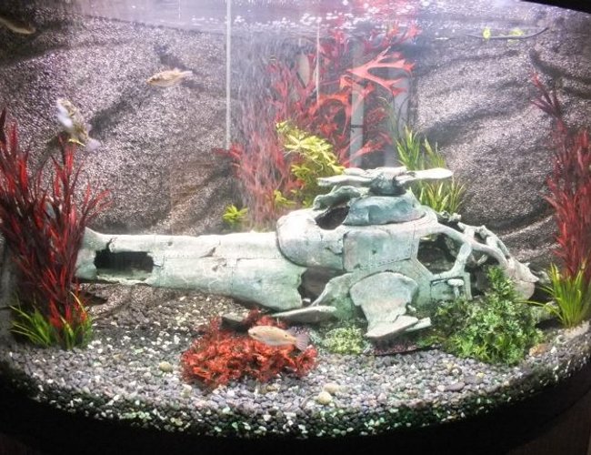 42 gallons freshwater fish tank (mostly fish and non-living decorations) - Fluval Venezia 190 Corner Aquarium with 11 figure eight pufferfish and 1 leopard sailfin pleco. 42 gallons freshwater fish tank (mostly fish and non-living decorations) - Fluval Venezia 190 Corner Aquarium with 11 figure eight pufferfish and 1 leopard sailfin pleco.